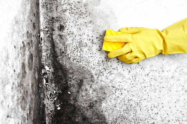 Best Black Mold Removal  in Beloit, KS