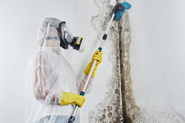 Best Black Mold Removal  in Beloit, KS