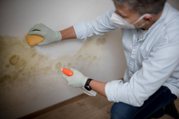 Best Mold Remediation Experts  in Beloit, KS