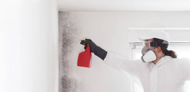 Best Mold Remediation  in Beloit, KS