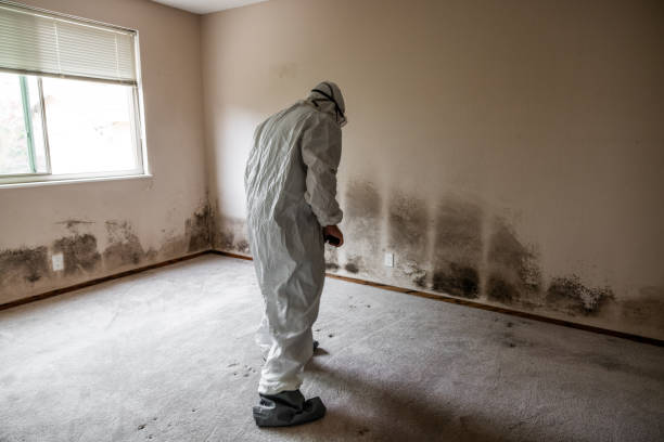 Best Attic Mold Removal  in Beloit, KS