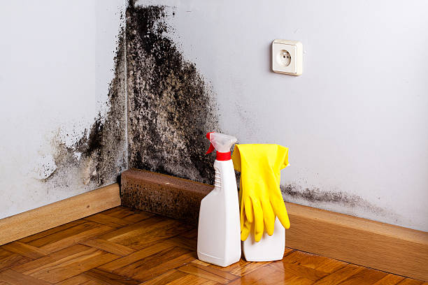 Best Professional Mold Removal  in Beloit, KS