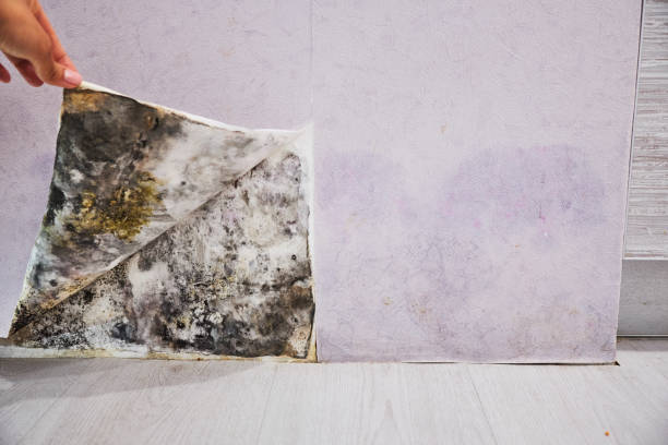 Best Office Mold Removal Services  in Beloit, KS